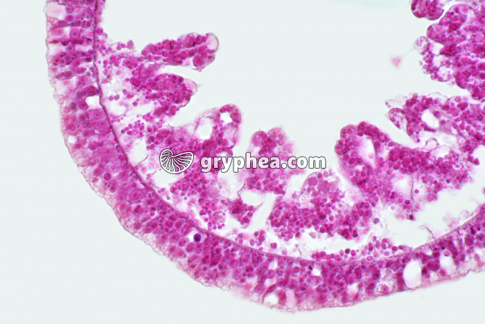Hydre CT-CL x100 - gryphea.org